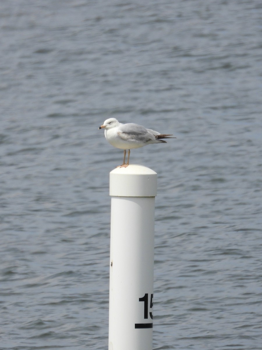 Ring-billed Gull - ML618581402