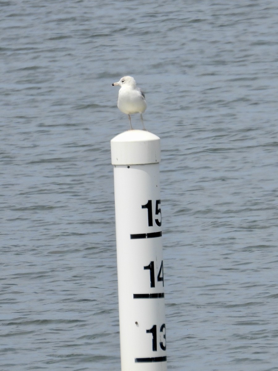 Ring-billed Gull - ML618581403