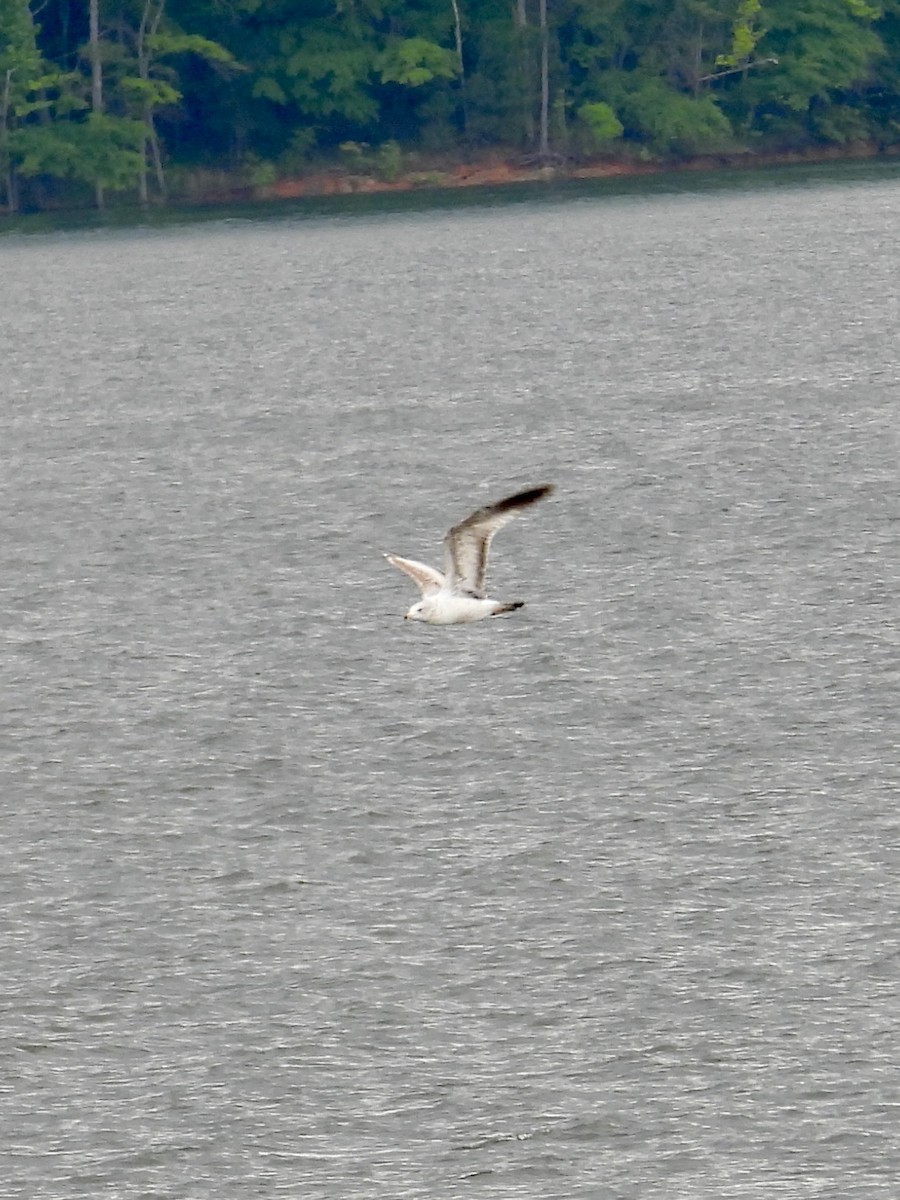 Ring-billed Gull - ML618581404