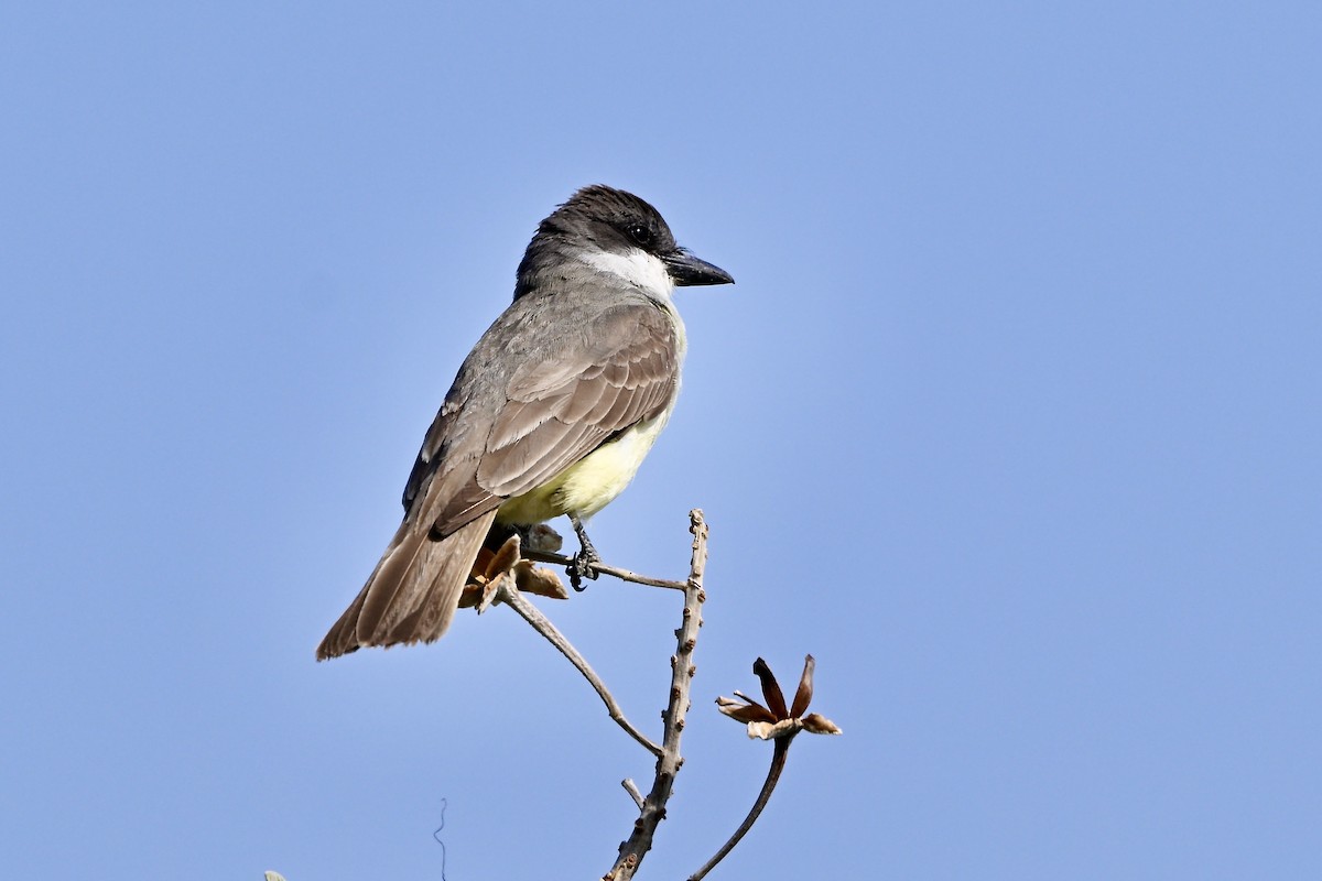 Thick-billed Kingbird - ML618581424