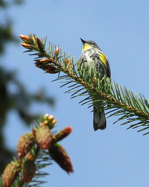 Yellow-rumped Warbler - ML618581427