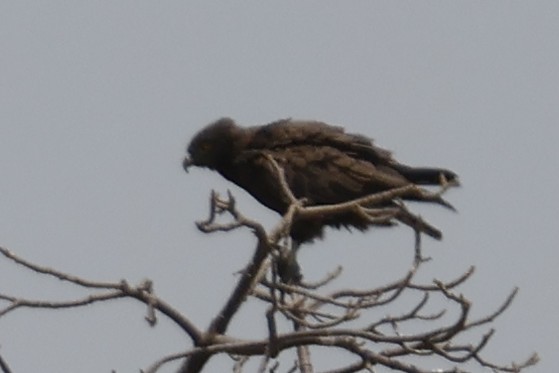 Brown Snake-Eagle - ML618581436