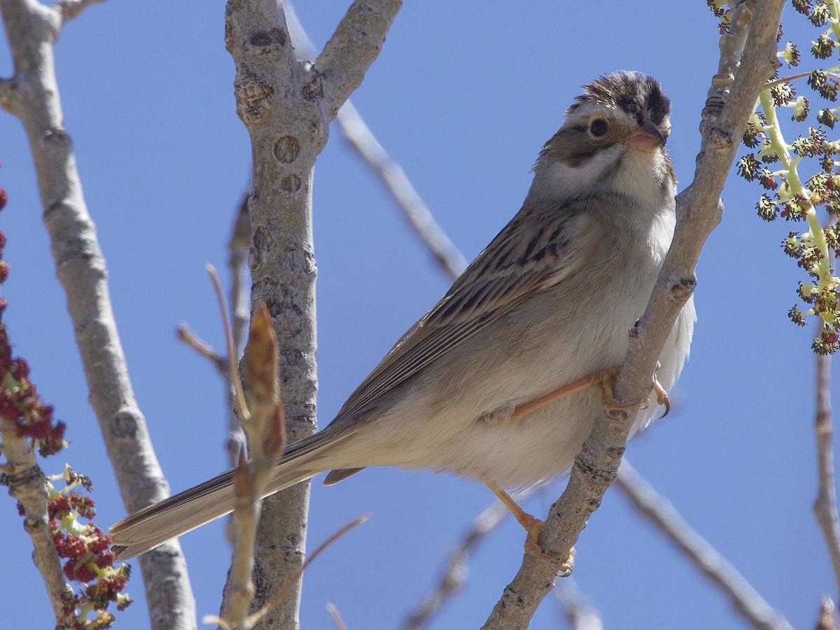 Clay-colored Sparrow - ML618581449