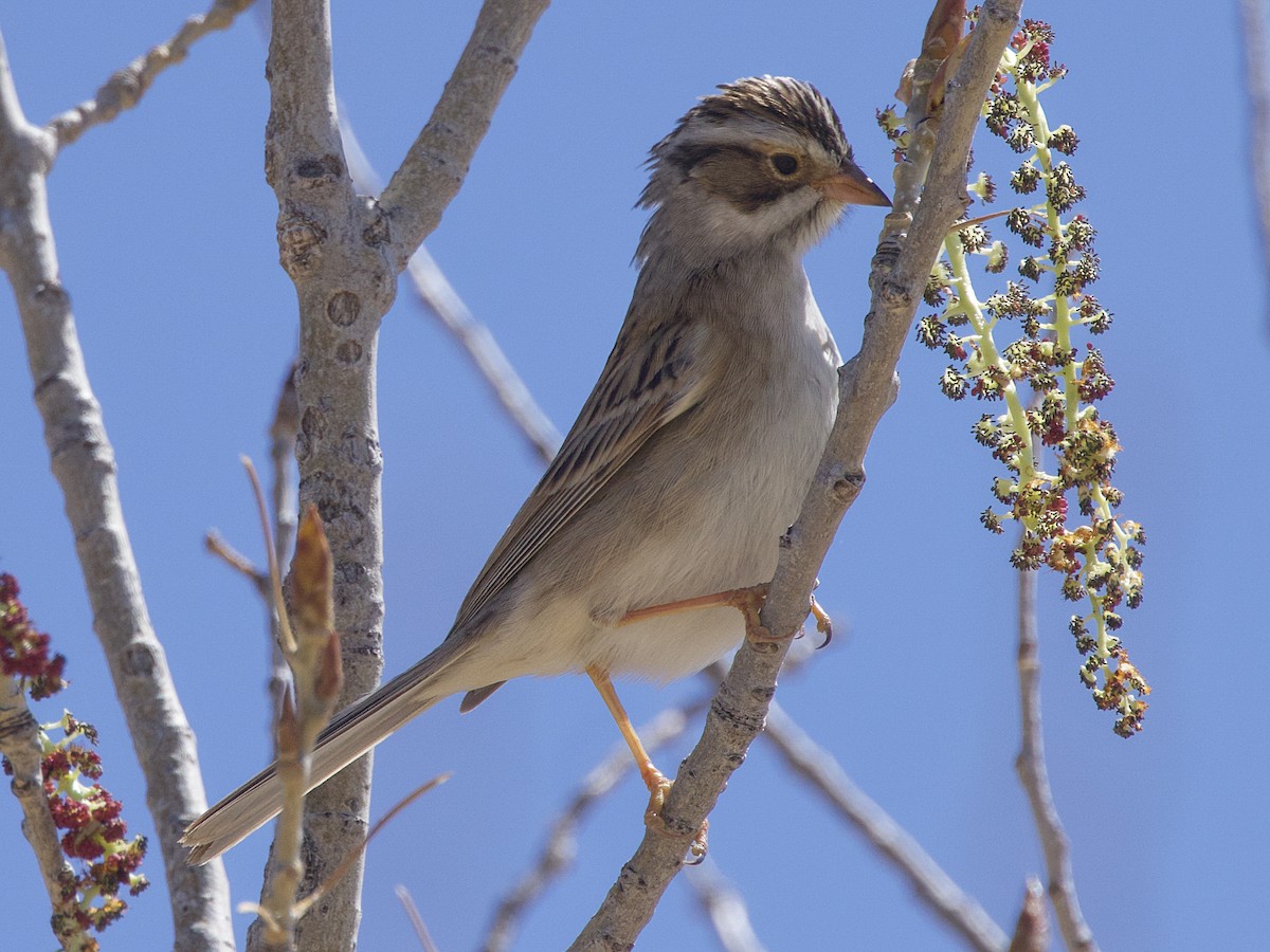 Clay-colored Sparrow - ML618581451