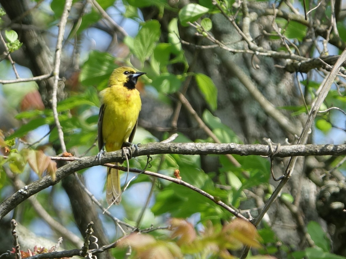 Orchard Oriole - Frank Marenghi