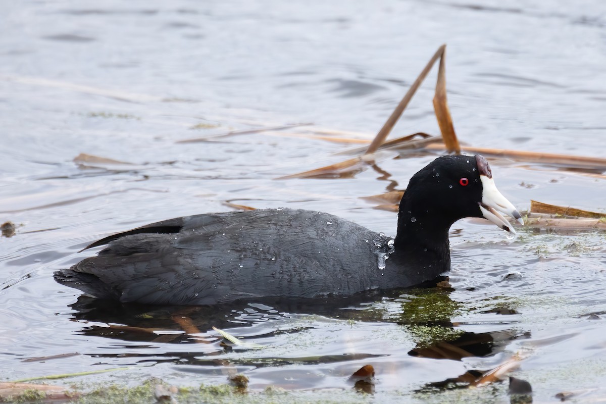 American Coot - ML618581522