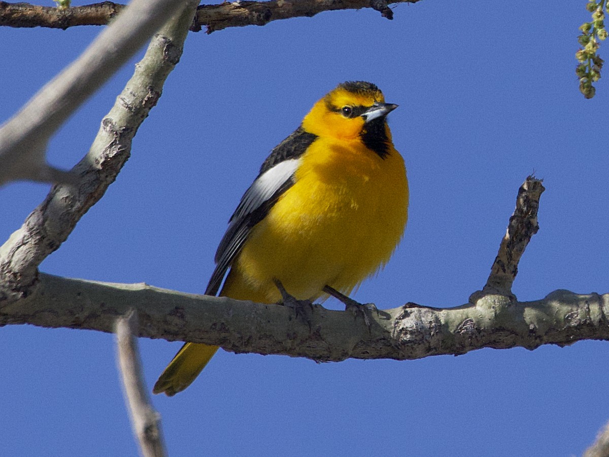 Bullock's Oriole - ML618581575