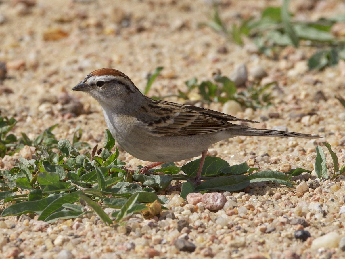 Chipping Sparrow - ML618581602