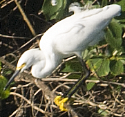 Snowy Egret - johnny powell