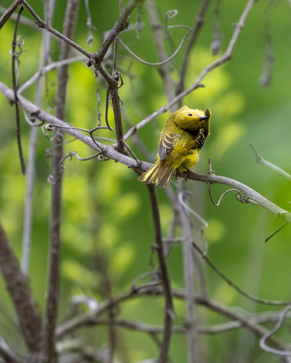 Yellow Warbler - ML618581622