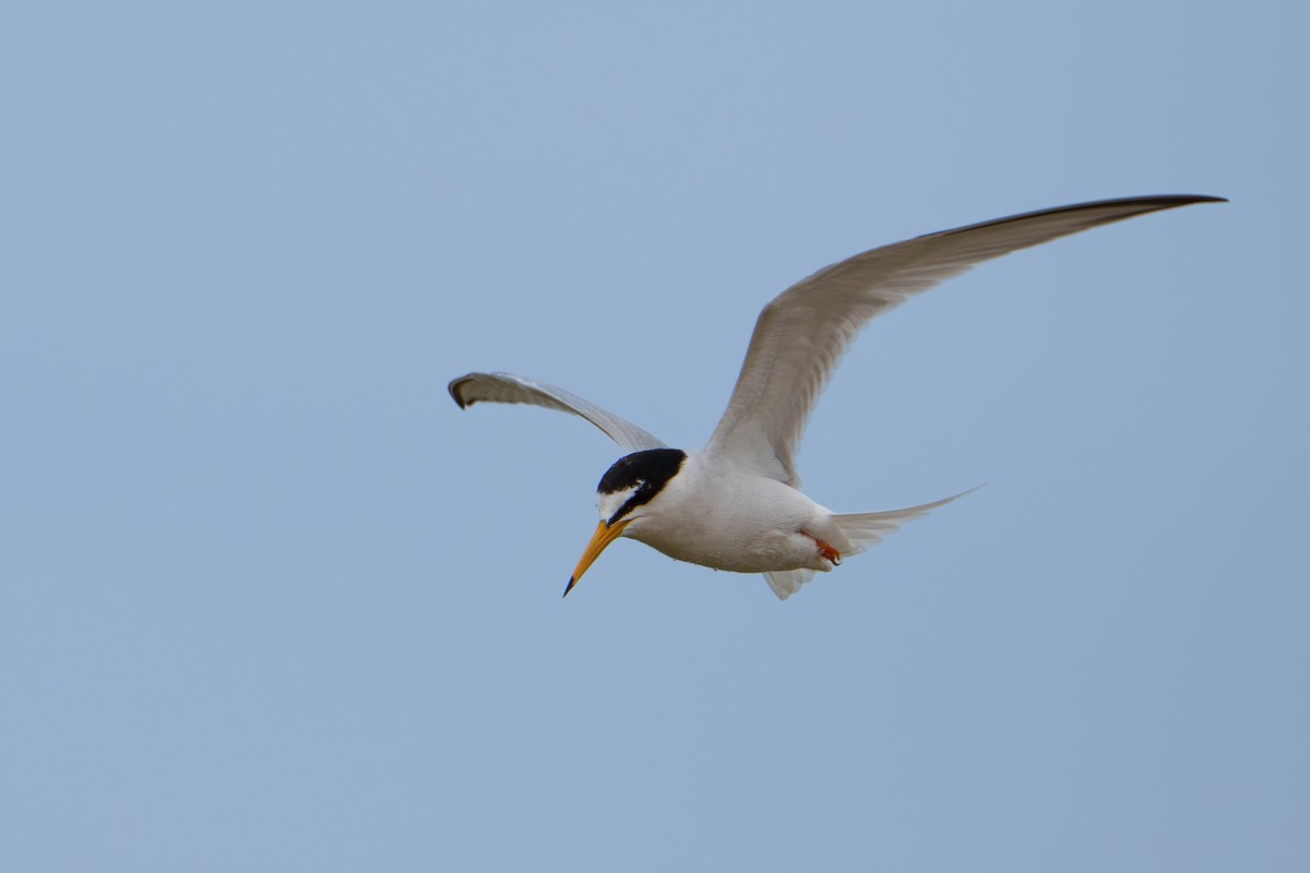 Little Tern - ML618581628