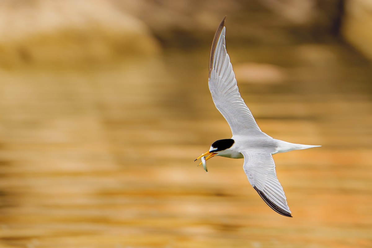 Little Tern - ML618581629