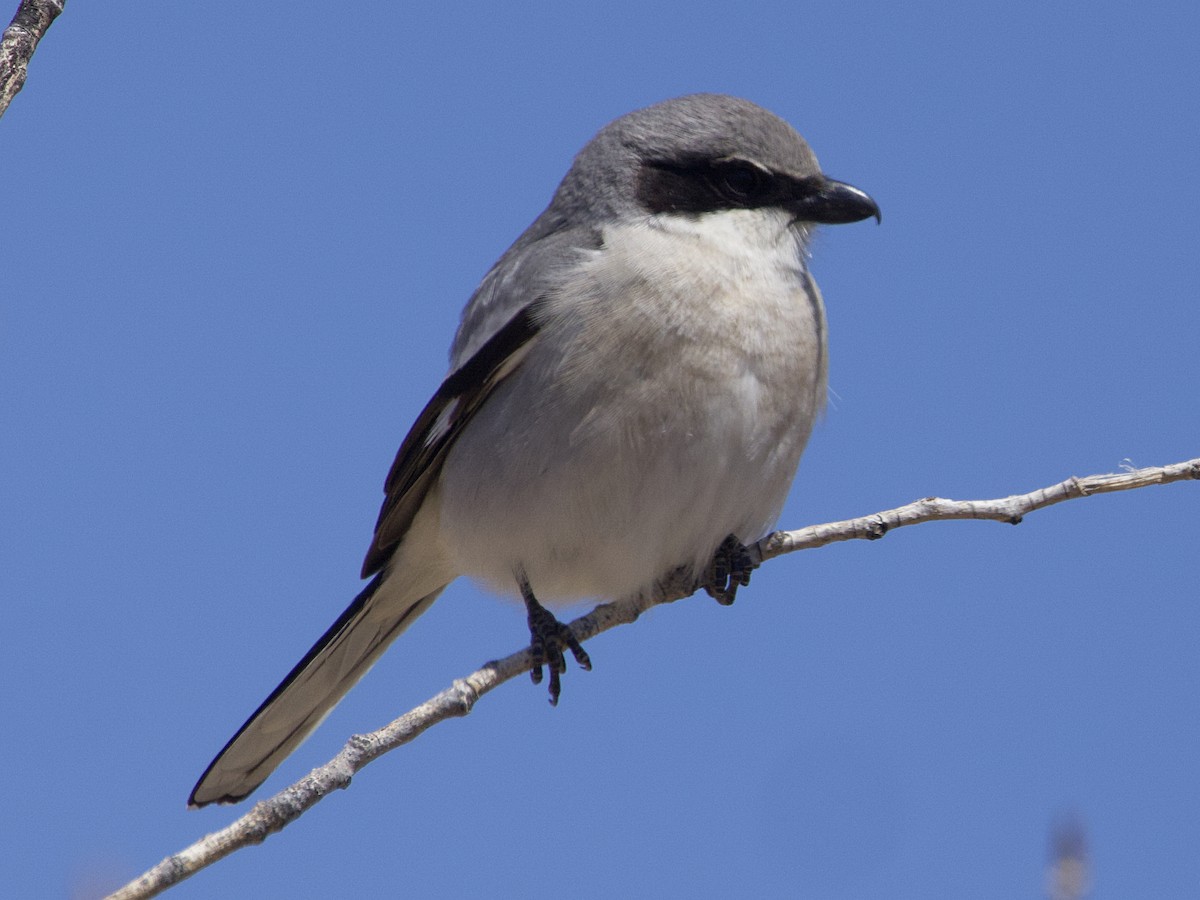 Loggerhead Shrike - ML618581630