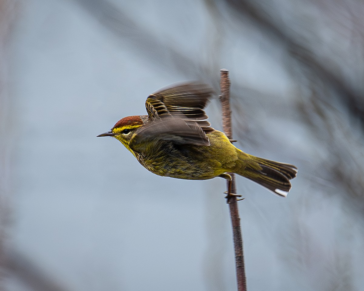 Palm Warbler - ML618581654