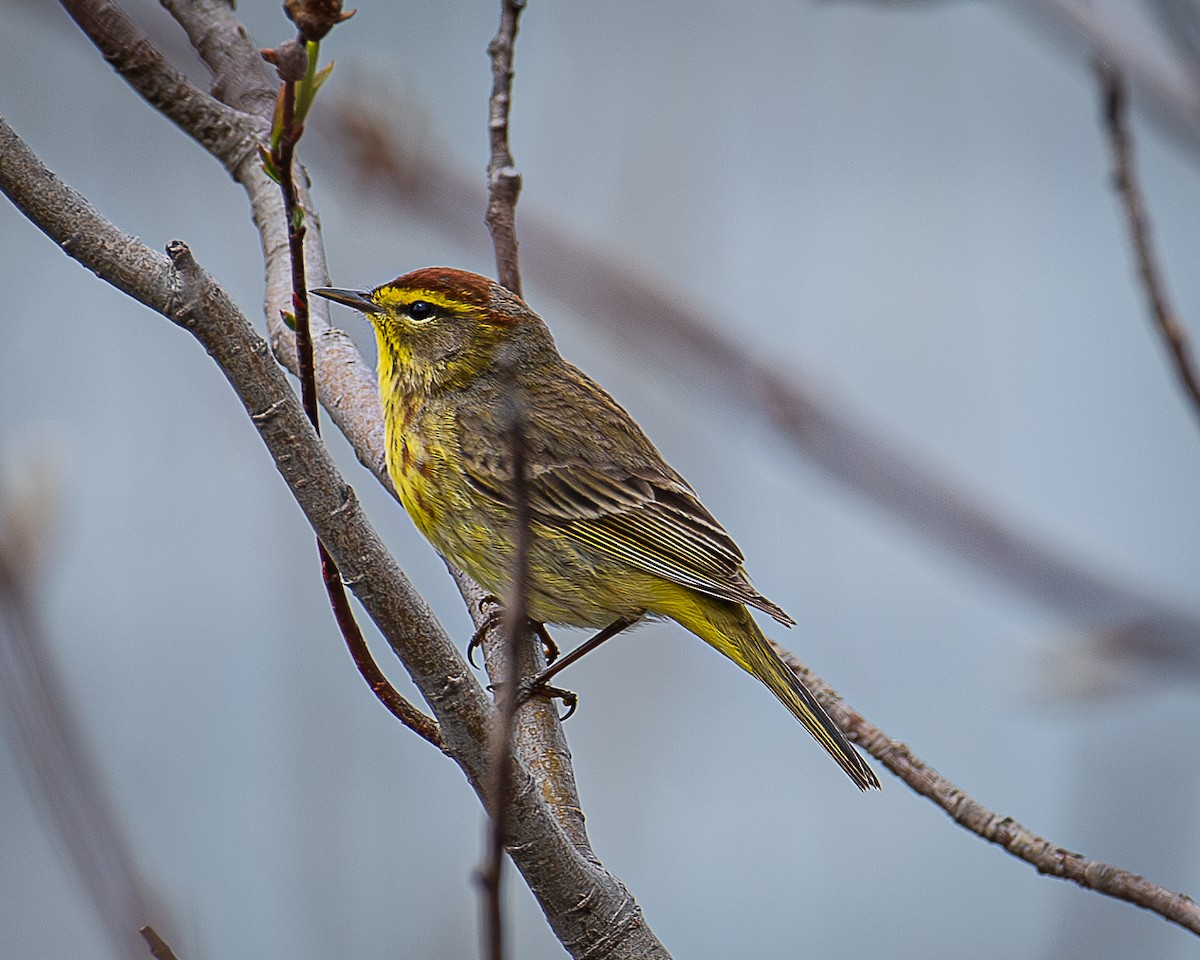 Palm Warbler - ML618581656