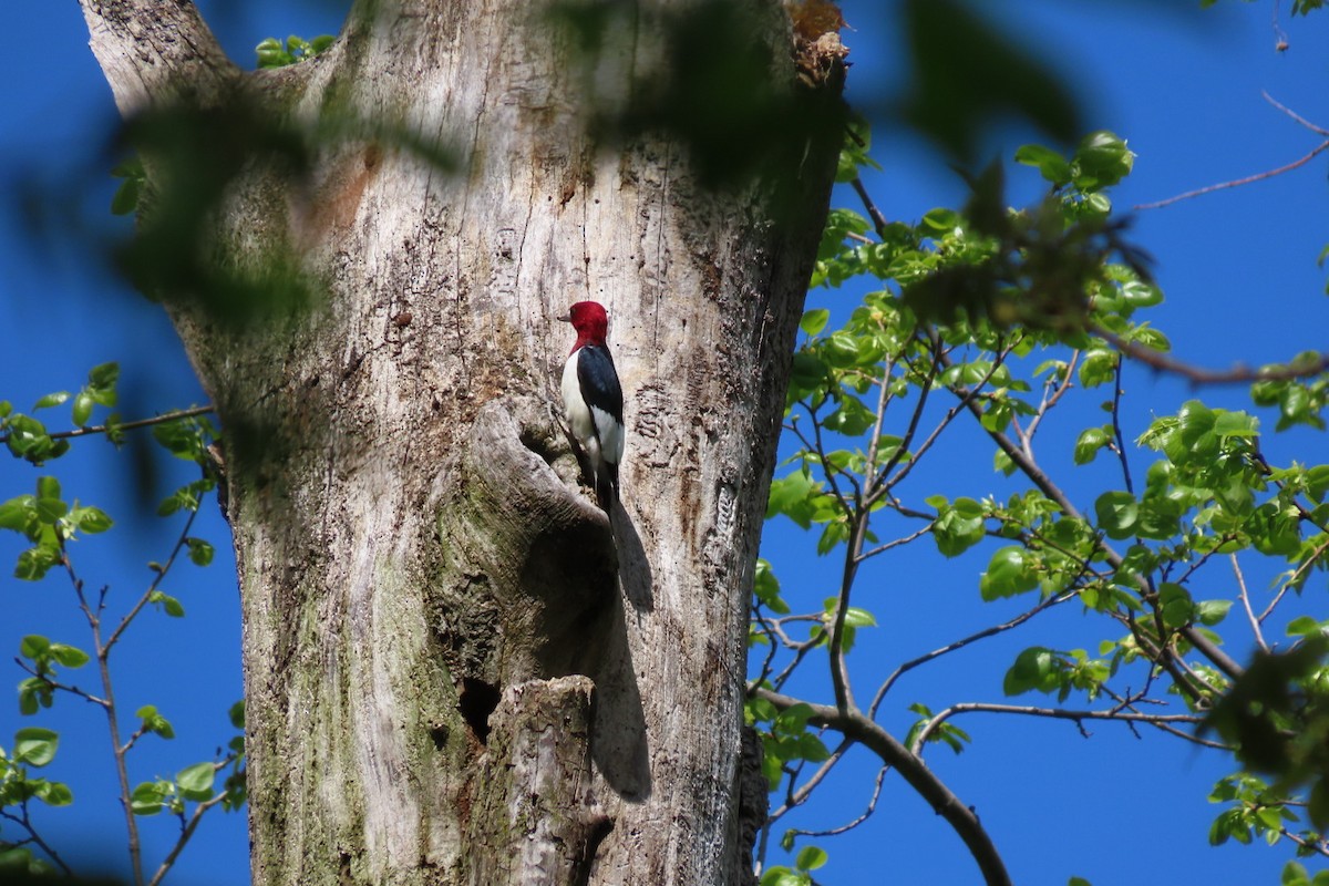 Pic à tête rouge - ML618581706