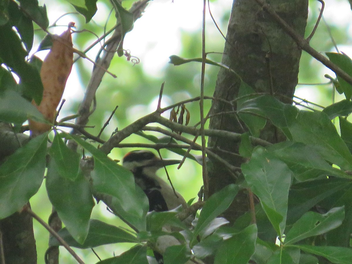 Hairy Woodpecker - ML618581710