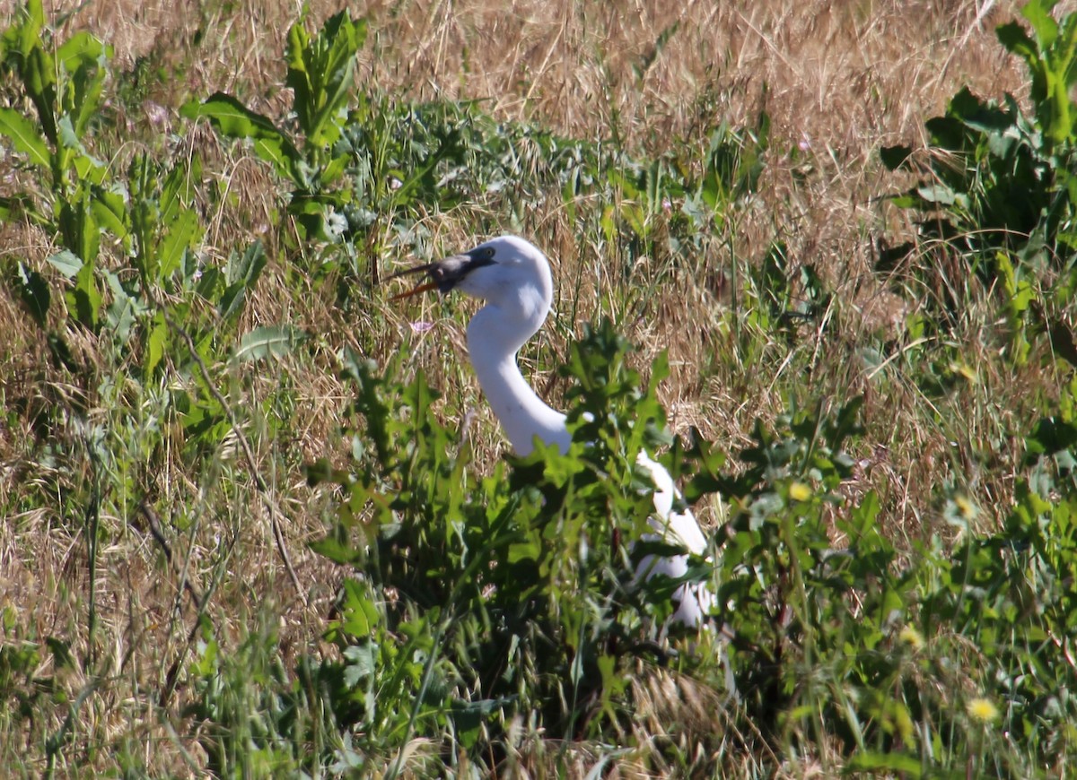 Great Egret - Brenda Andrews