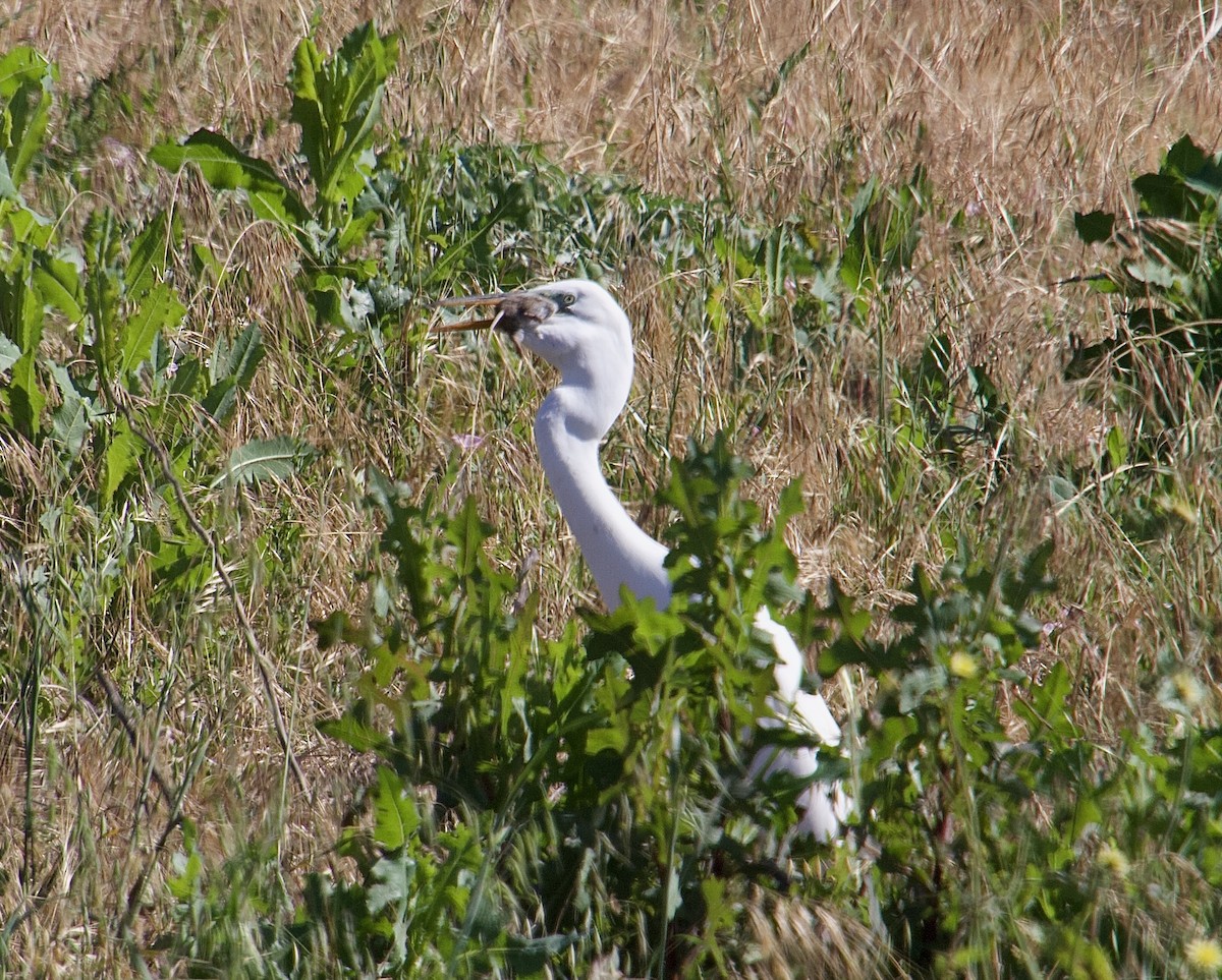 Great Egret - Brenda Andrews