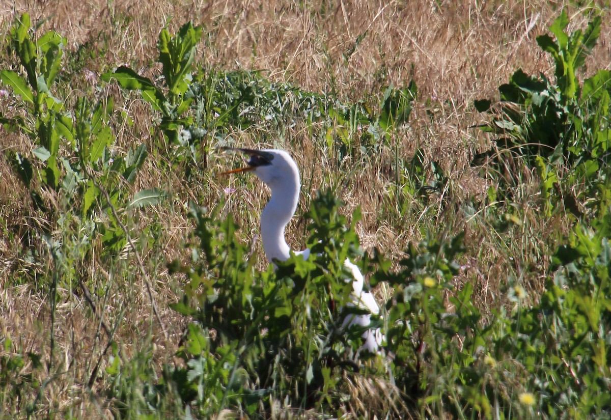 Great Egret - ML618581729