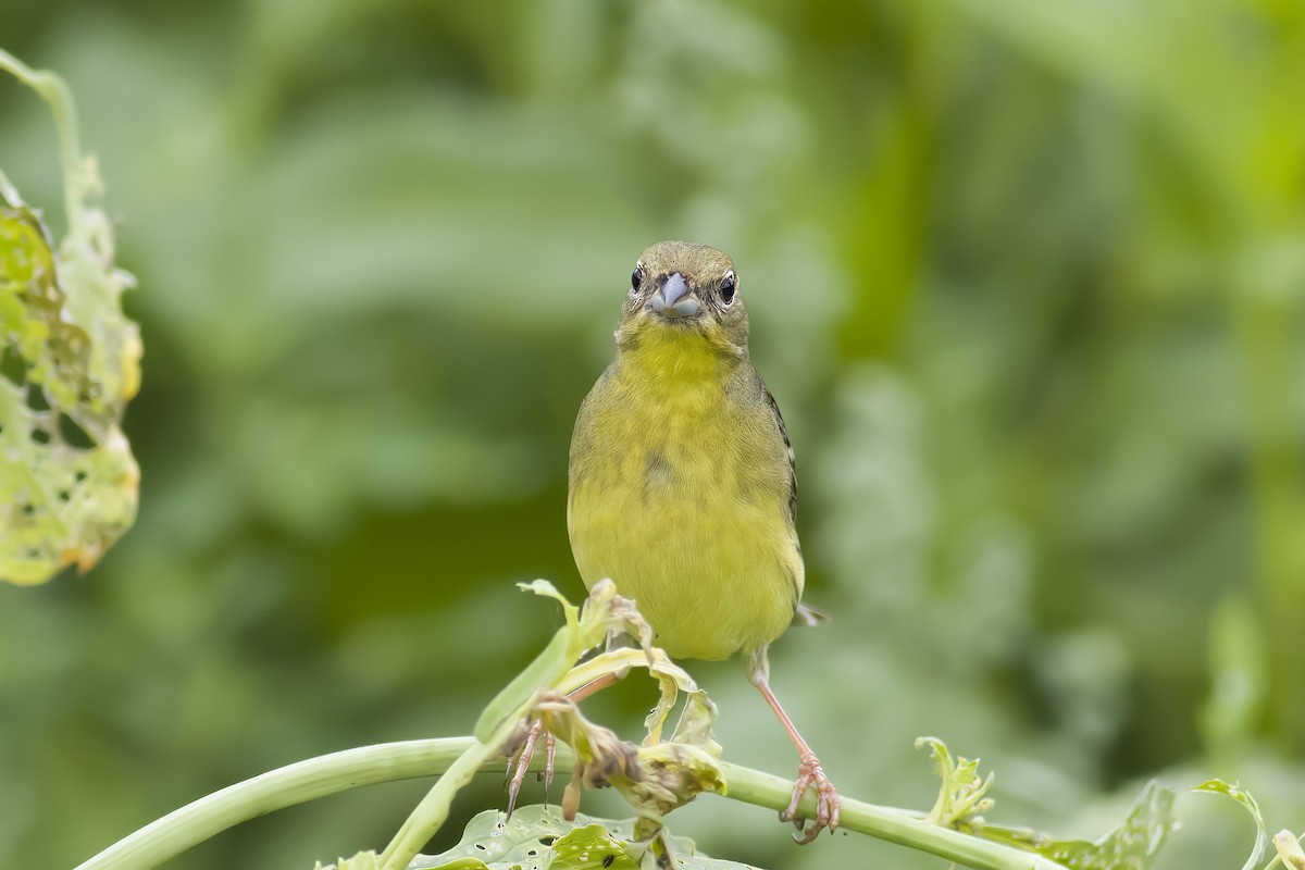 Yellow Bunting - u7 Liao