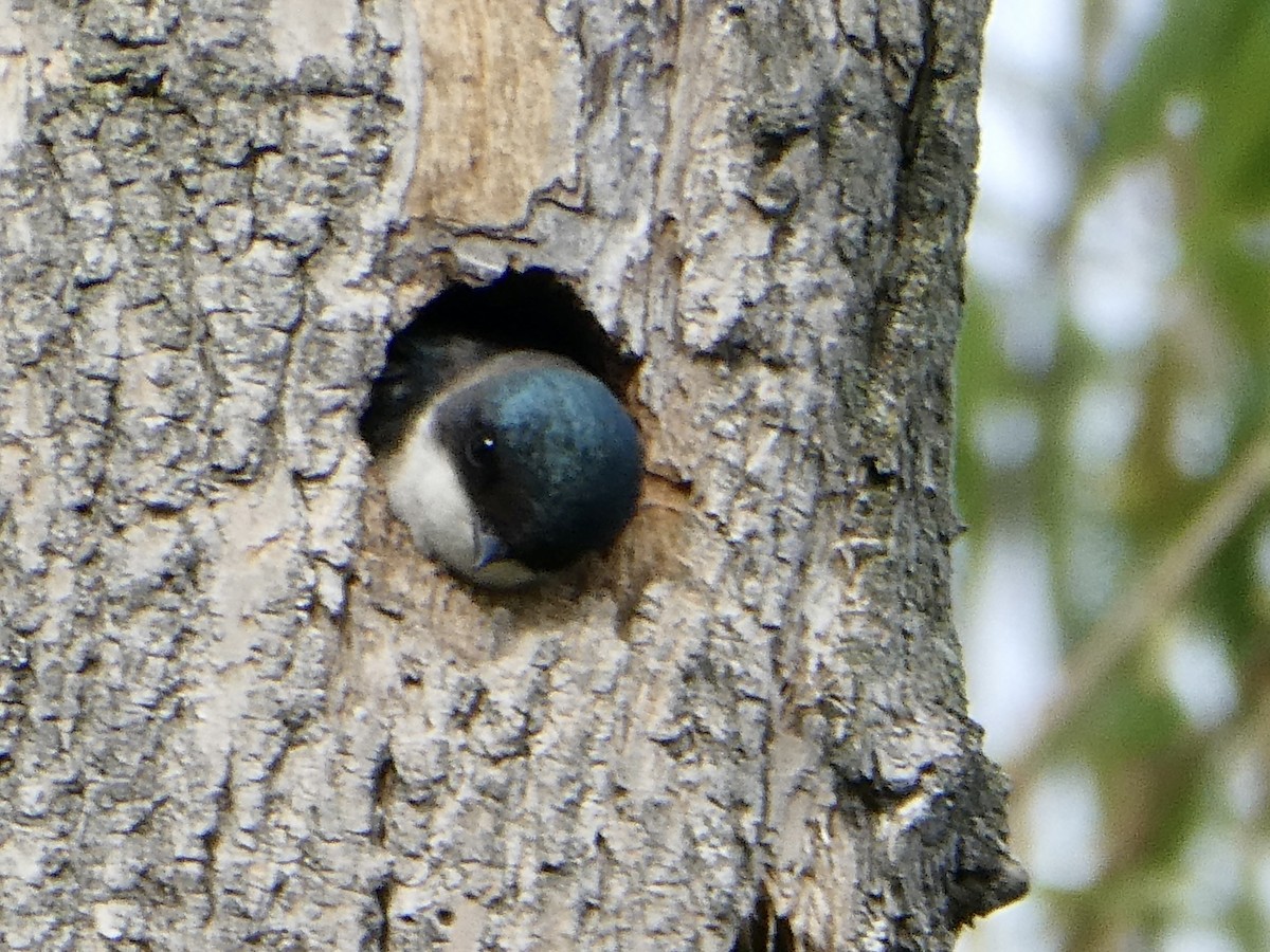 Tree Swallow - ML618581834