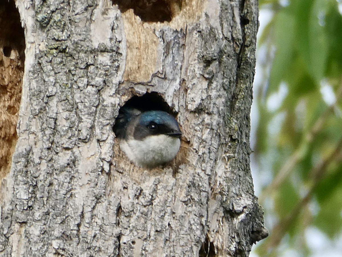 Tree Swallow - ML618581835