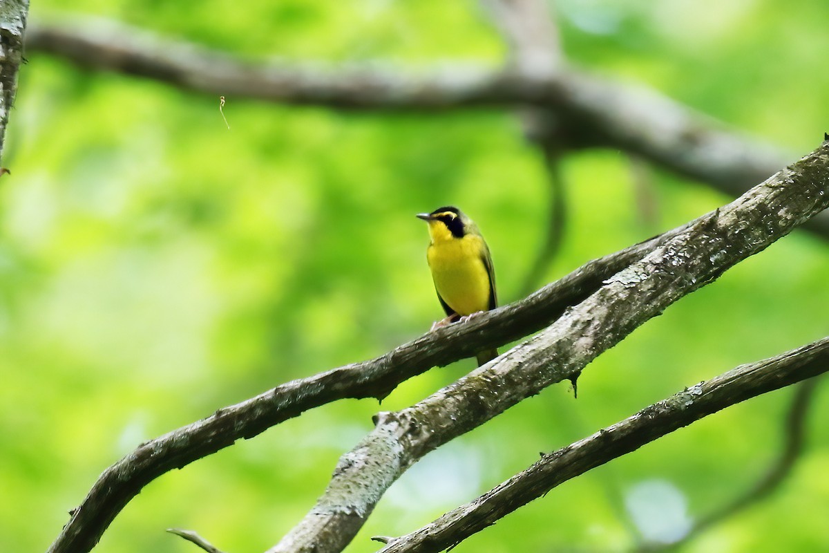 Kentucky Warbler - ML618581840