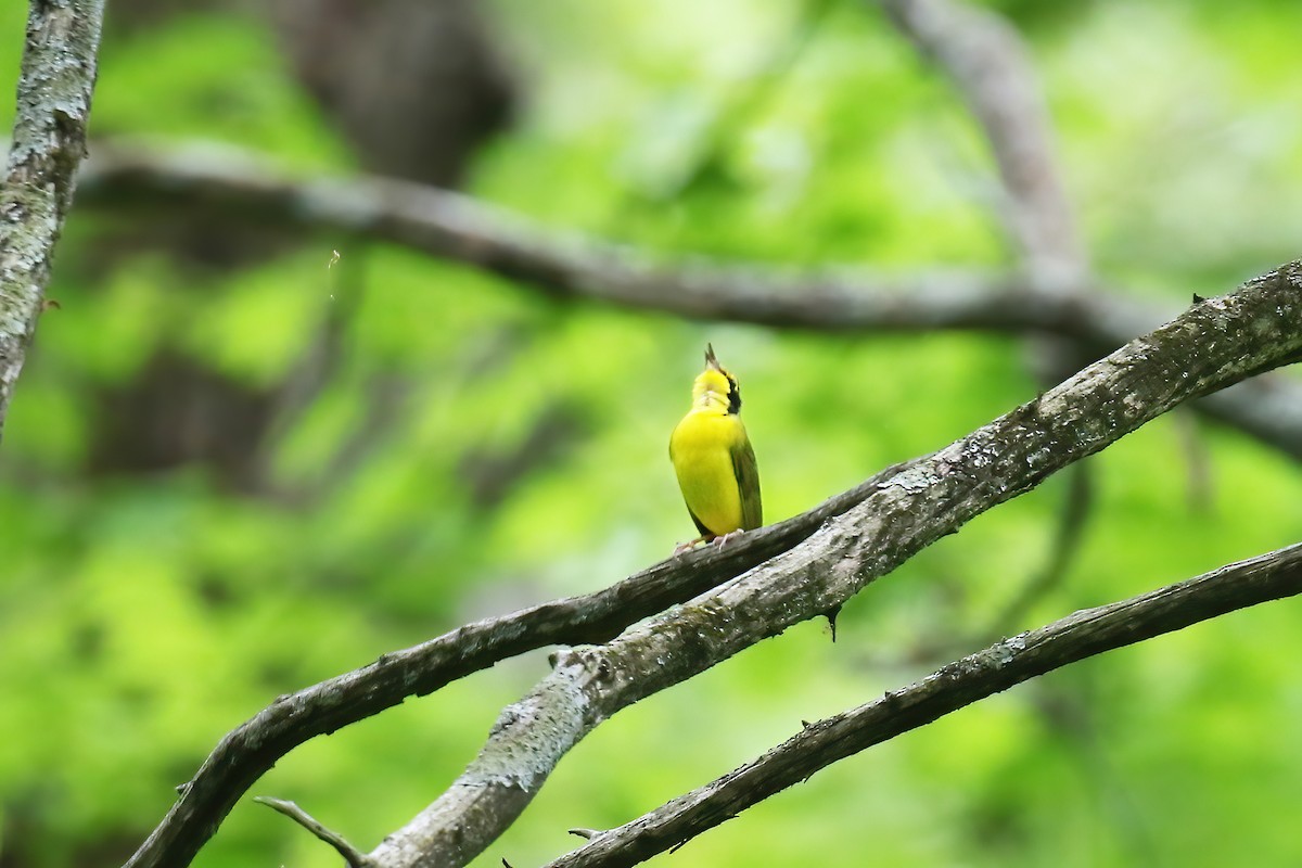 Kentucky Warbler - David Lang