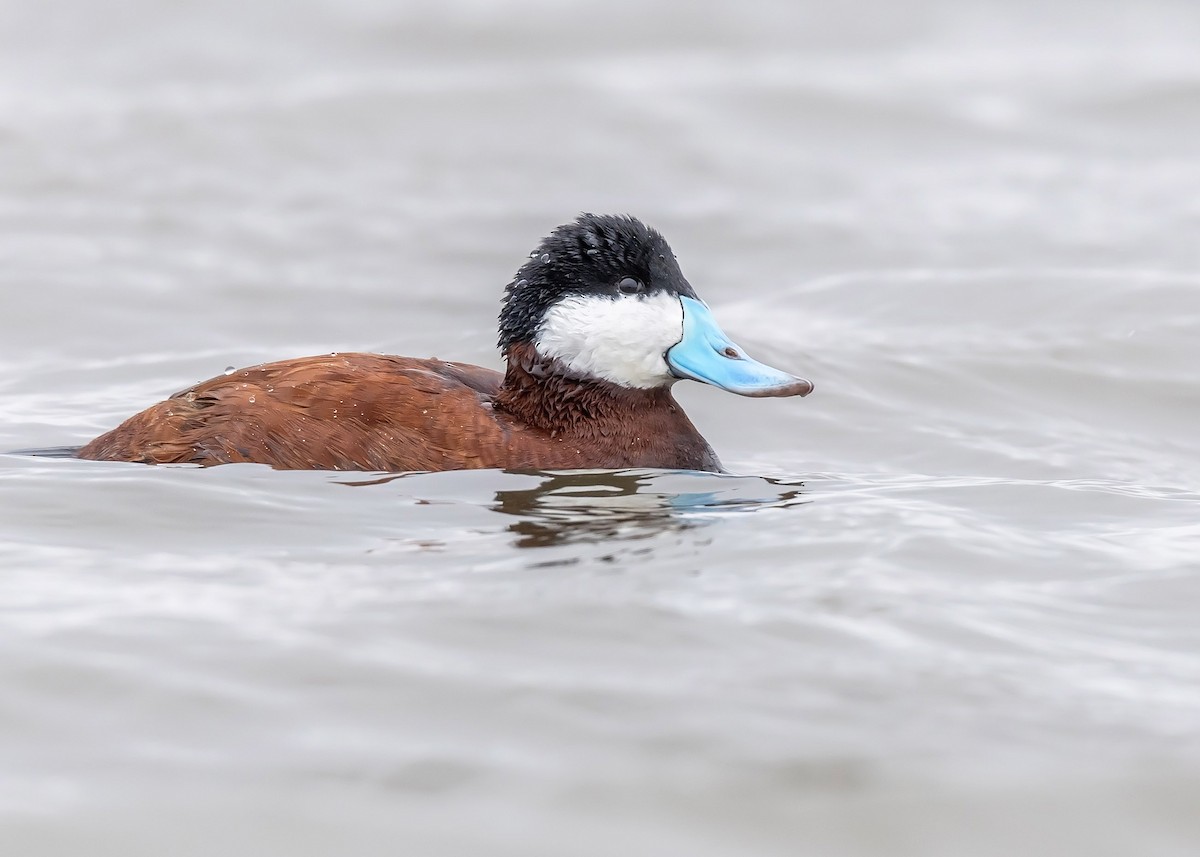 Ruddy Duck - ML618581843