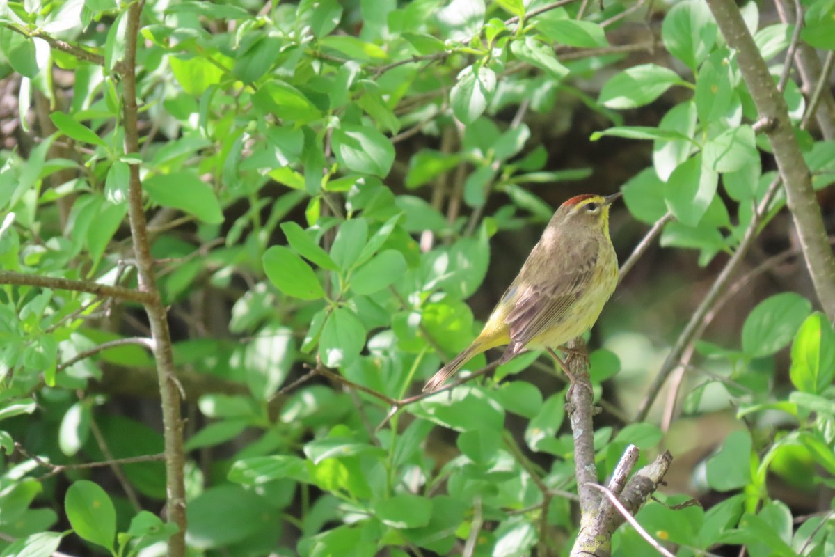 Palm Warbler - ML618581868