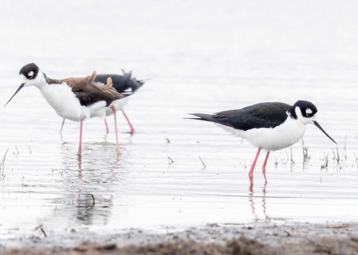 Black-necked Stilt - ML618581870