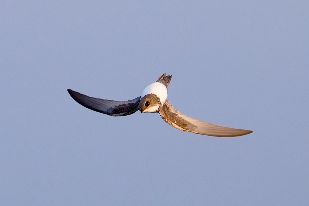 Martinet à ventre blanc - ML618581871