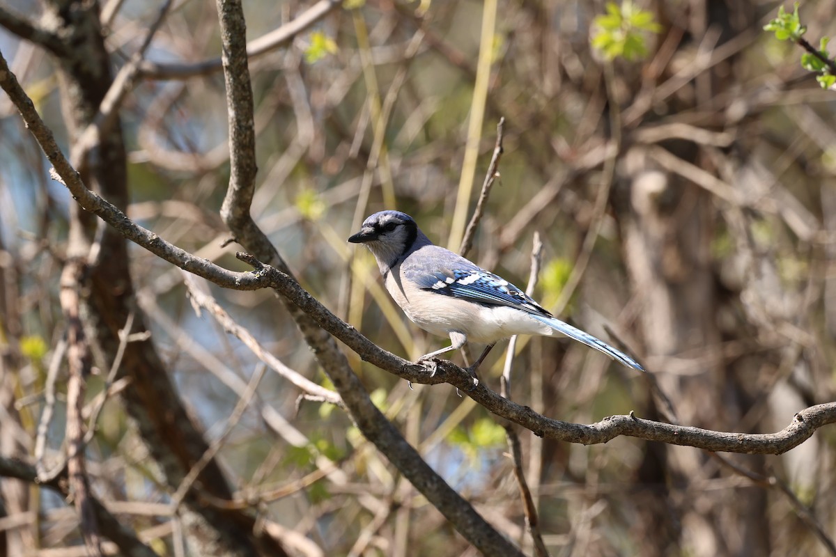 Blue Jay - Marie Provost