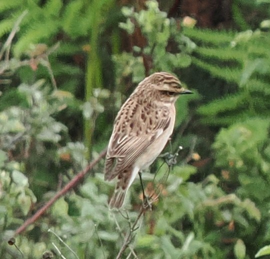 Whinchat - ML618581881