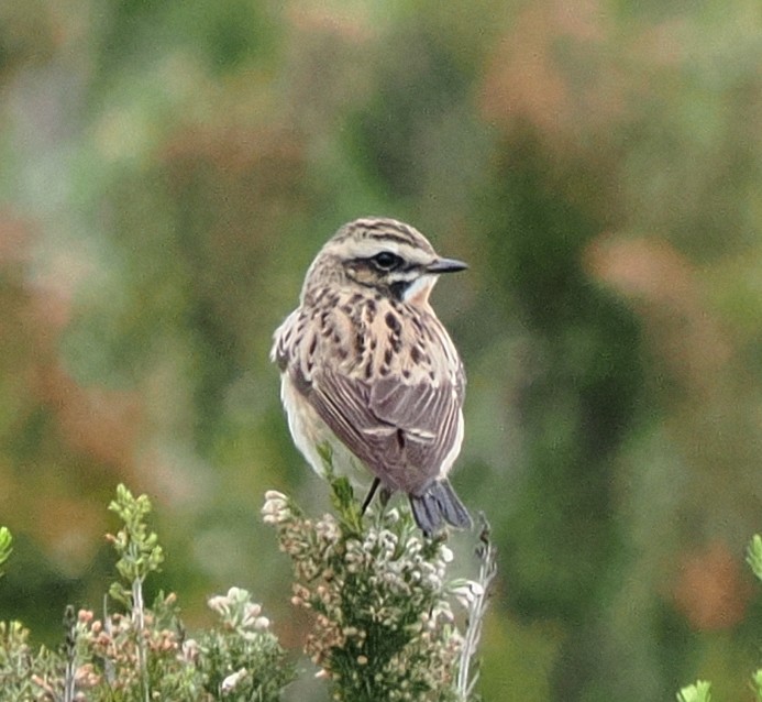 Whinchat - ML618581882