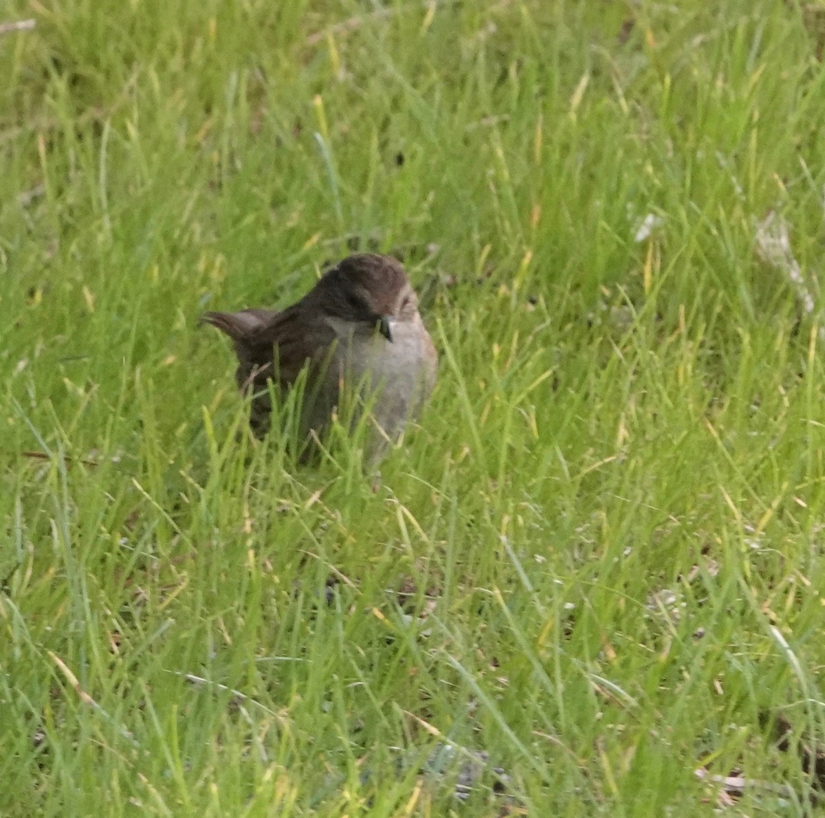 Dunnock - ML618581900