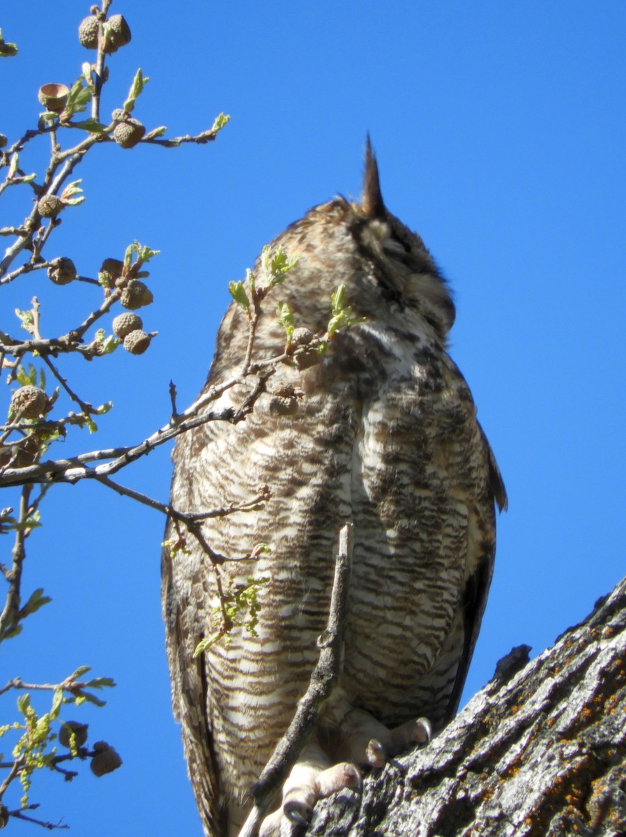 Great Horned Owl - ML618581918