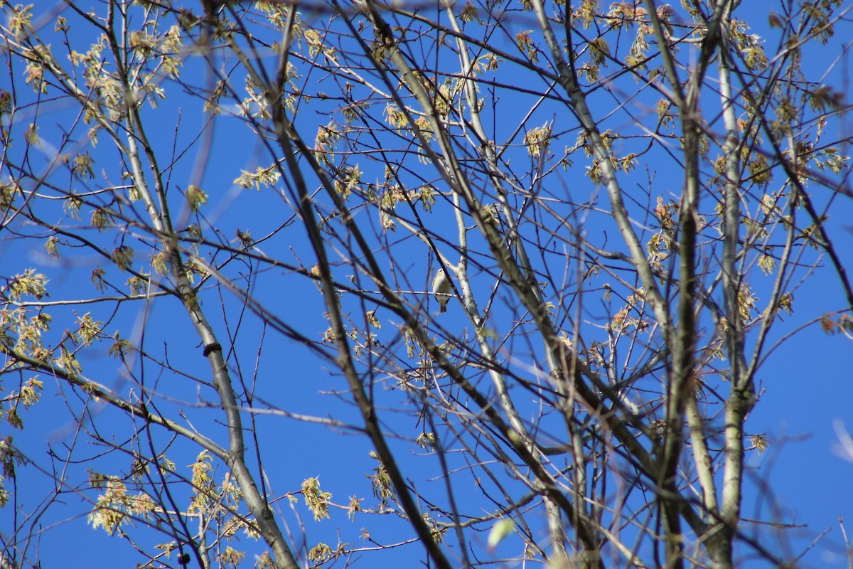 Red-eyed Vireo - Benjamin Wilson