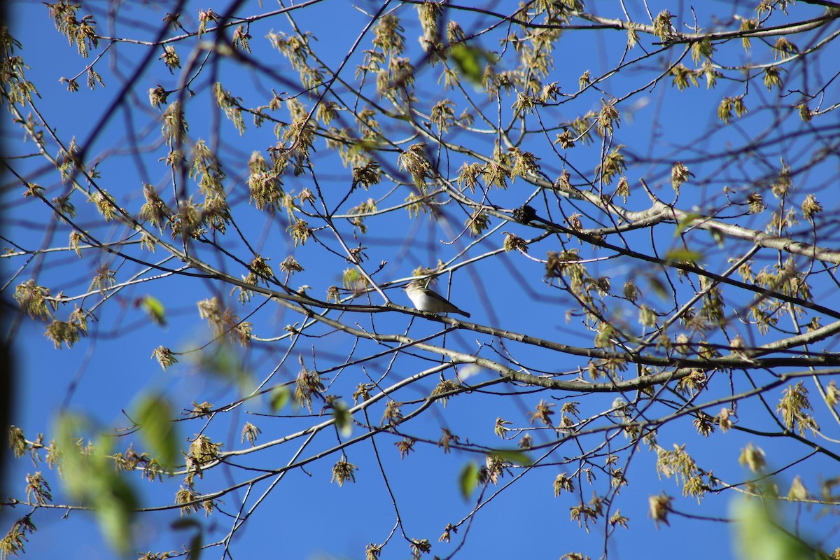 Red-eyed Vireo - Benjamin Wilson