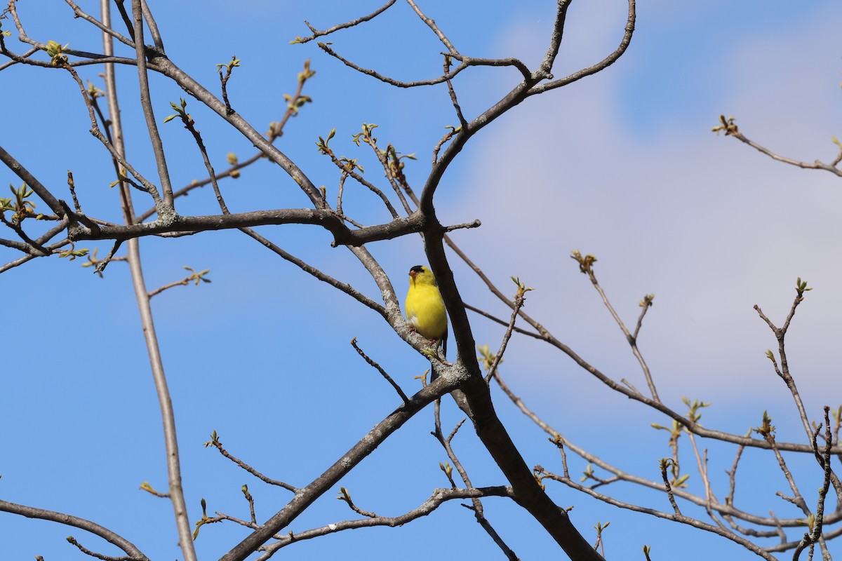 American Goldfinch - ML618581931