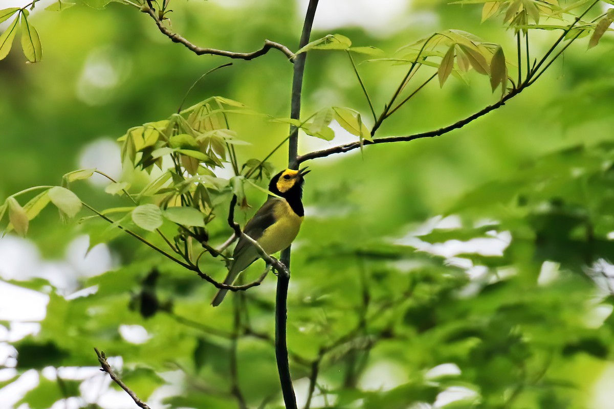 Hooded Warbler - ML618581967