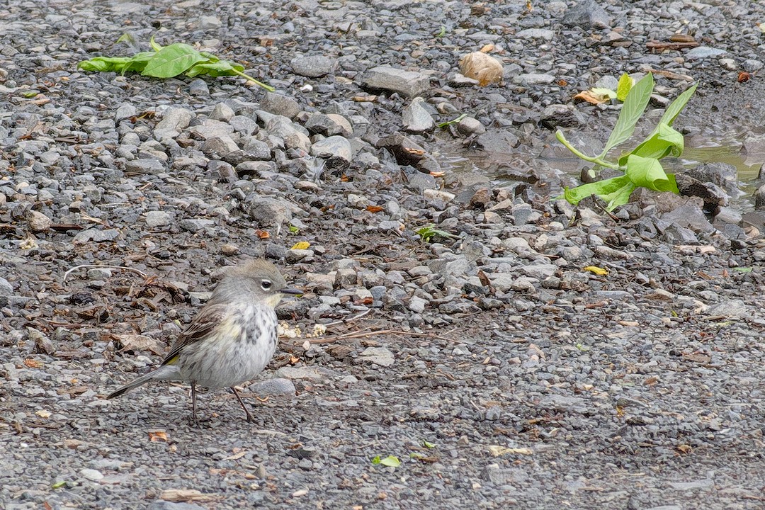 Yellow-rumped Warbler (Audubon's) - ML618581988