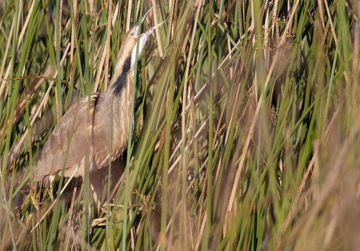 American Bittern - ML618581993