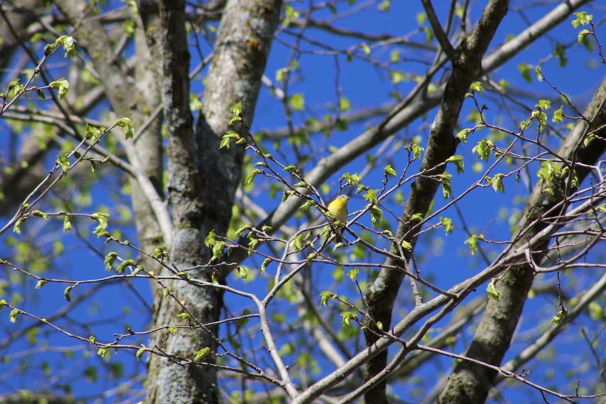 Nashville Warbler - Benjamin Wilson