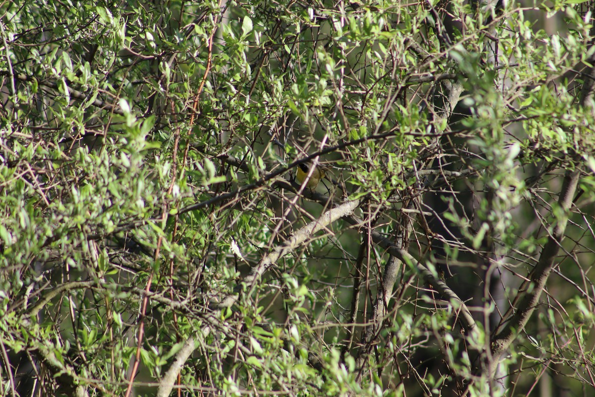 Common Yellowthroat - Benjamin Wilson