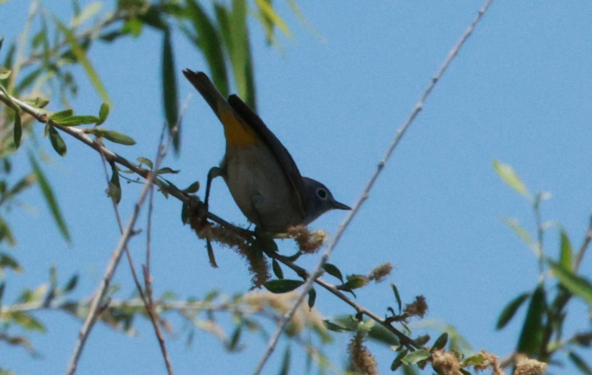 Gelbsteiß-Waldsänger - ML618582009