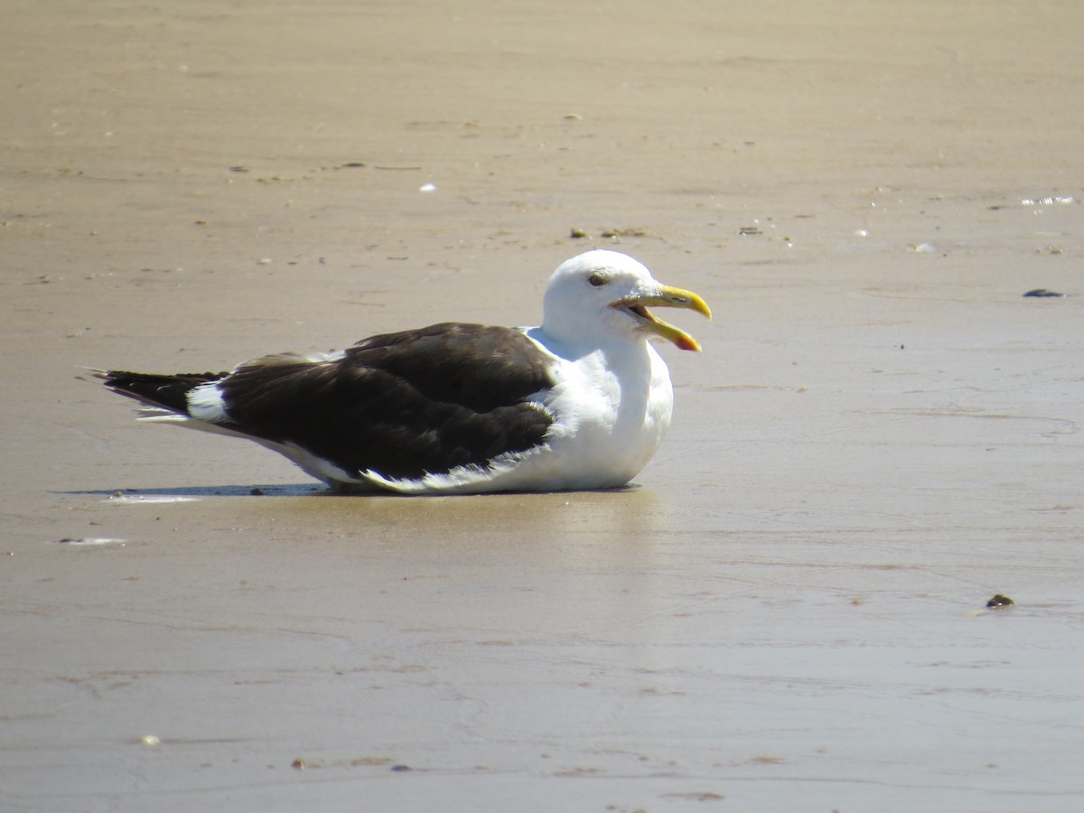 Kelp Gull - Andrew Cauldwell