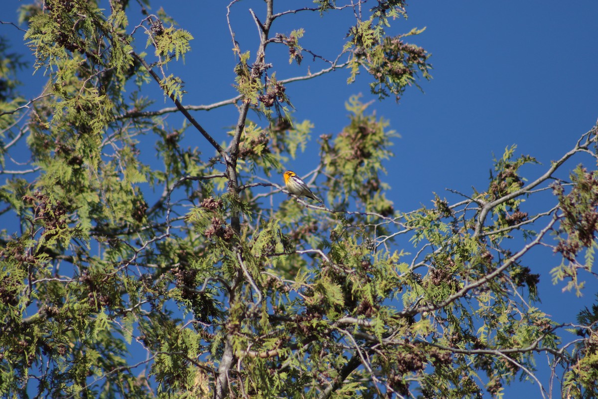 Blackburnian Warbler - Benjamin Wilson