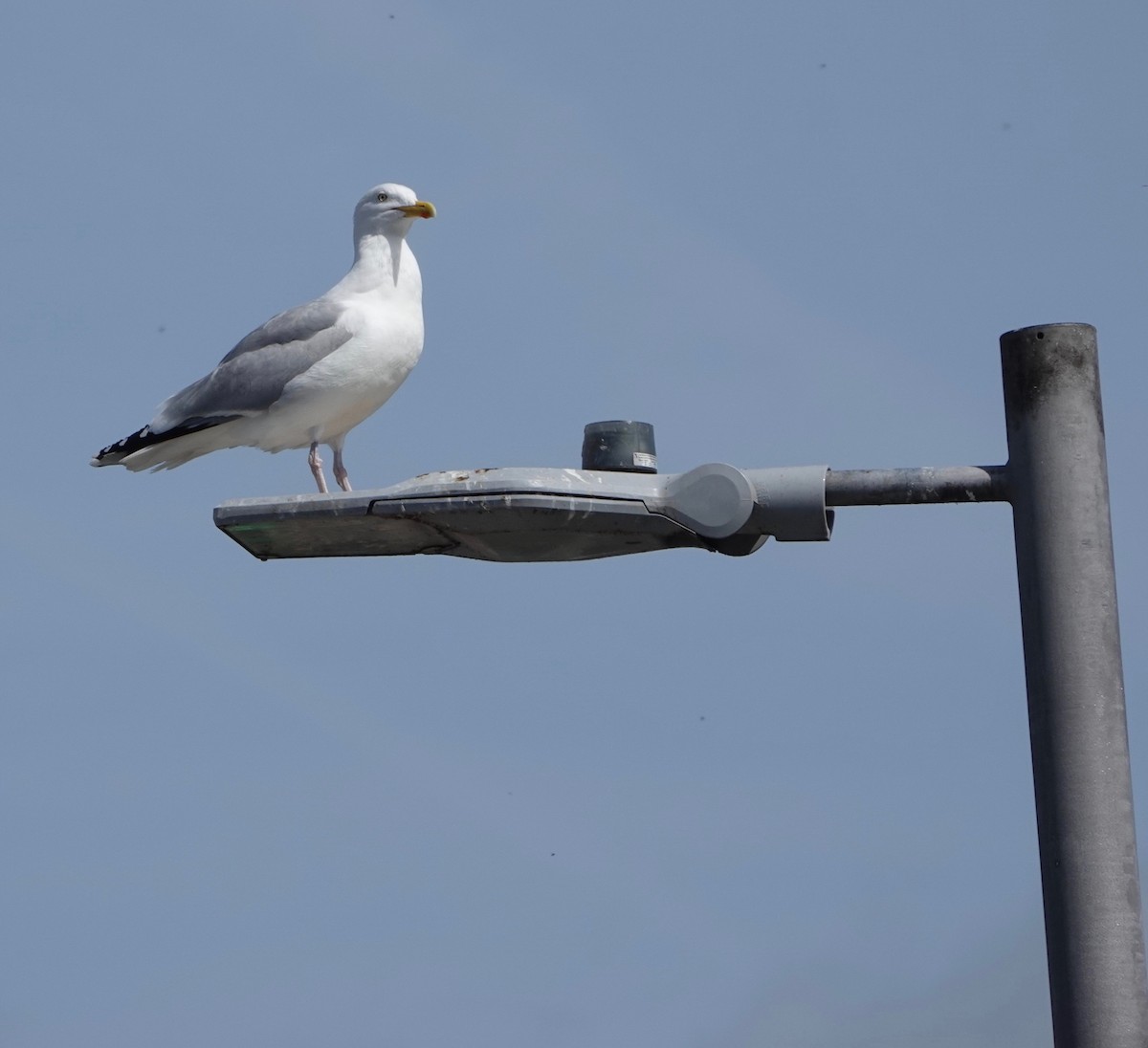 Gaviota Argéntea - ML618582068